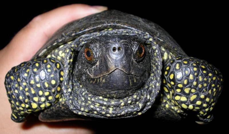 Болотная черепаха. образ жизни и среда обитания болотной черепахи