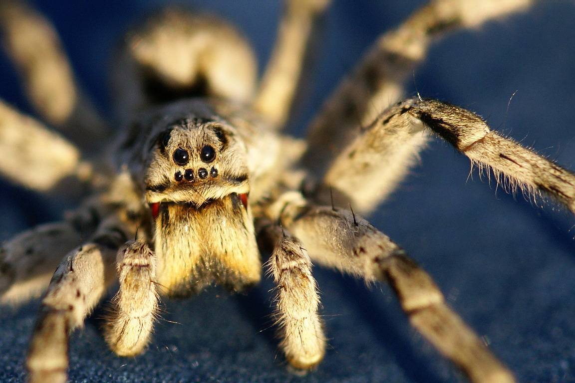 Паук тарантул: фото, описание видов, ареал, питание, враги