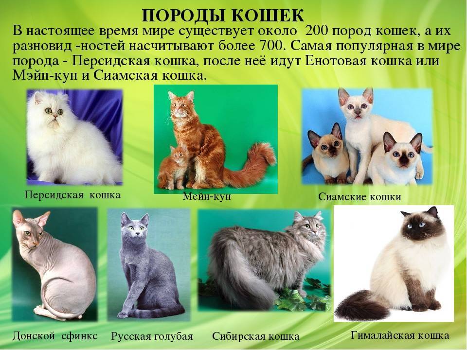 Как определить породу кошки по внешним признакам: окрас, особенности телосложения, фото