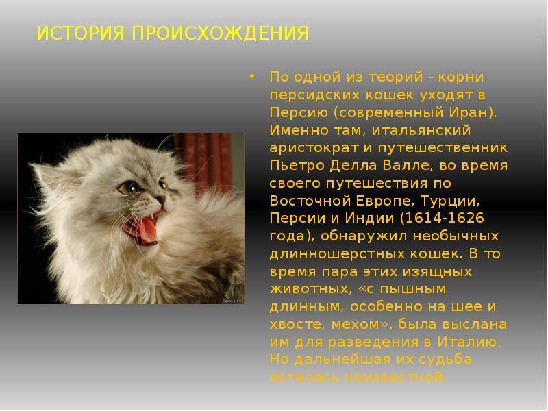 Персидская порода кошек: фото, характер, окрасы, описание стандартов, таблица веса, сколько живут?