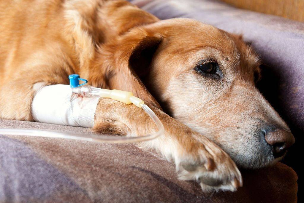 Желтые выделения у собаки: причины заболеваний у кобелей и сук, диагностика и лечение