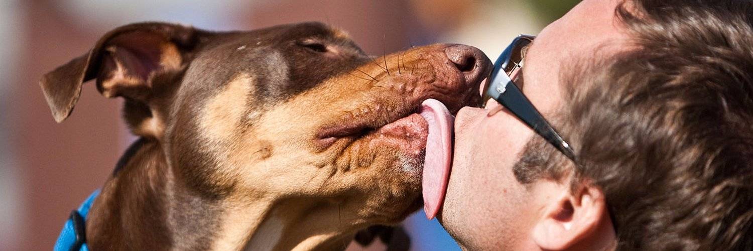 5 причин навязчивого вылизывания у собак