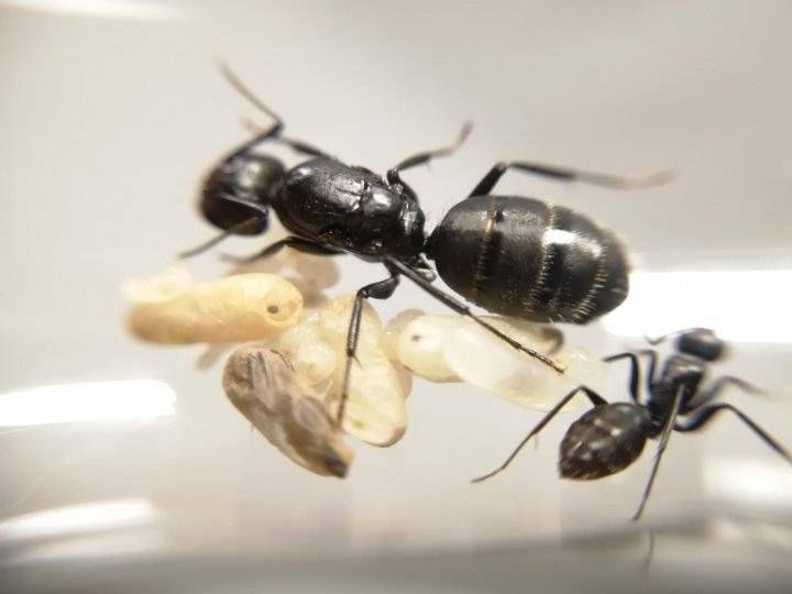 Camponotus saxatilis - antwiki