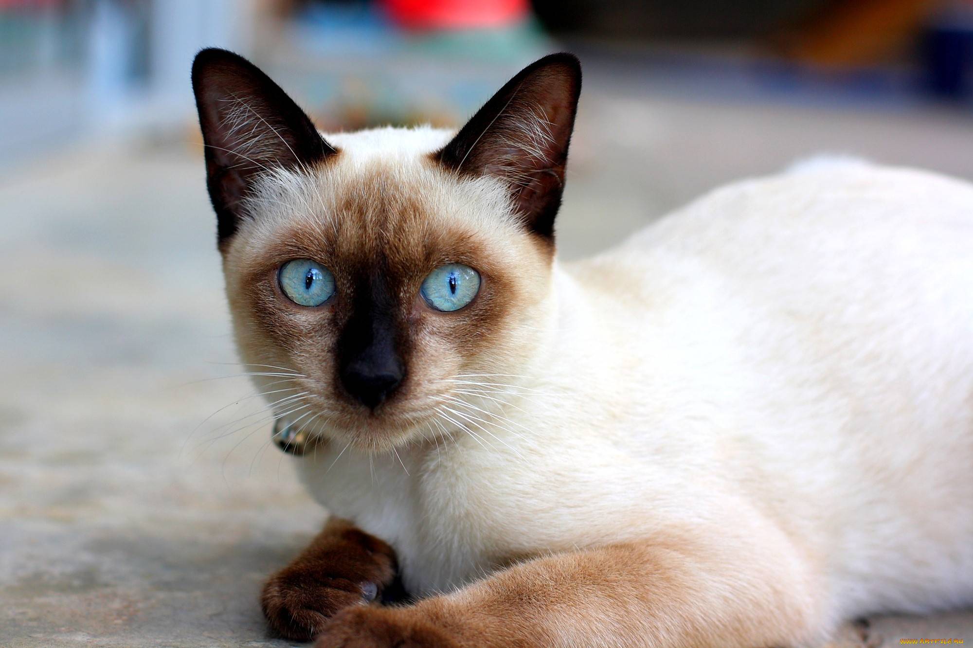 Порода кошек с большими глазами: названия с описанием и фото