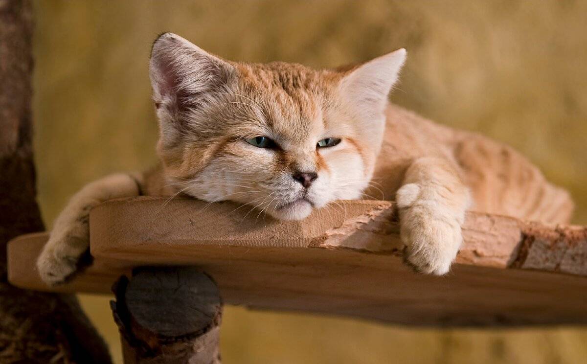 Барханный кот: описание песчаных кошек