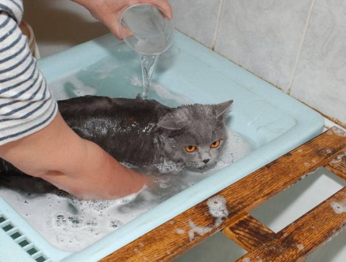 Как и когда можно начинать мыть котенка?
