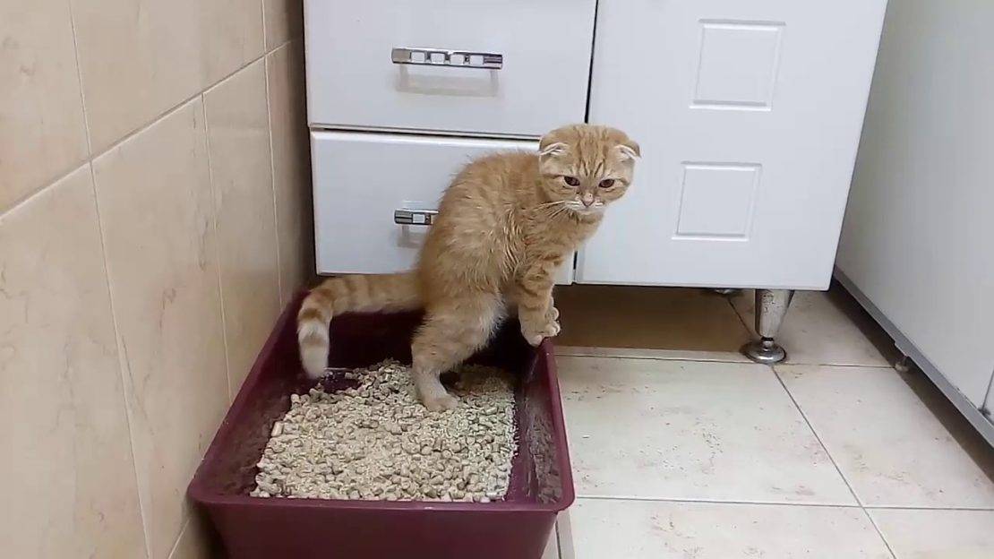 10 причин почему кот не ходит в туалет по большому – что делать