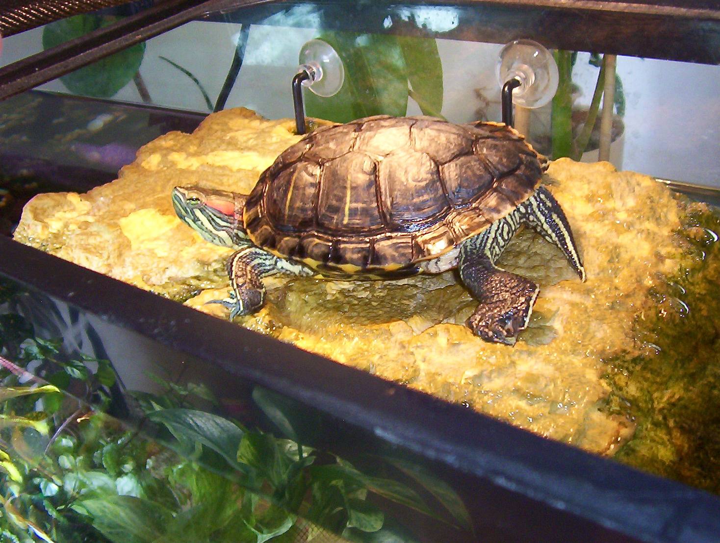 Как ухаживать за черепахой в домашних условиях