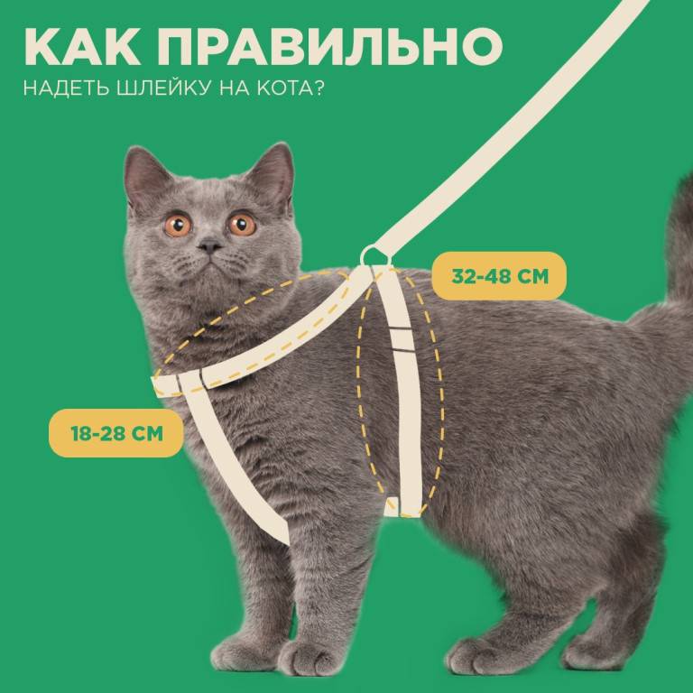 Как подобрать, собрать и правильно надеть на кошку или кота шлейку: инструкция по применению поводка для прогулки