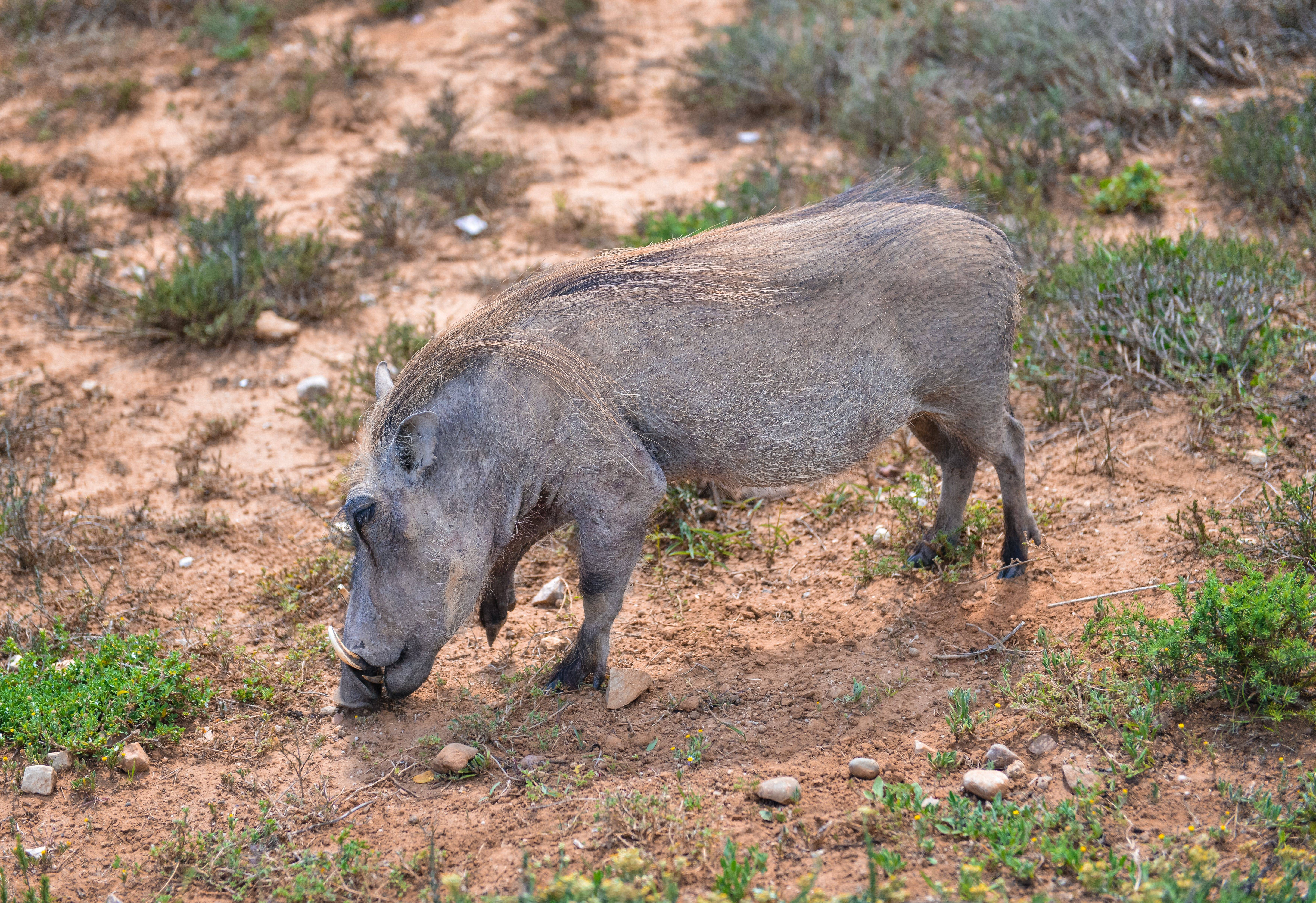 Свинья - 68 фото самых разных видов домашних и диких свиней