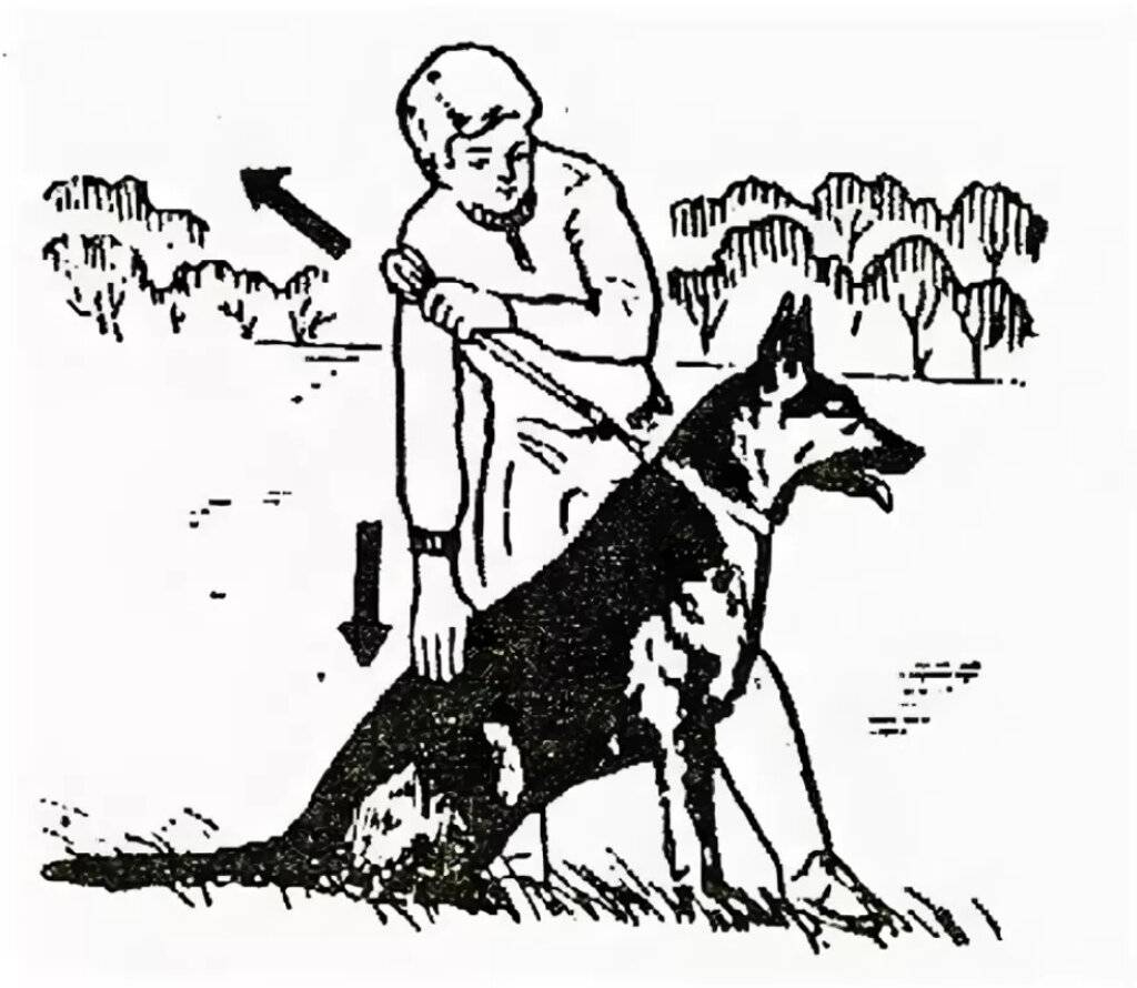 Как научить собаку давать лапу – советы и рекомендации