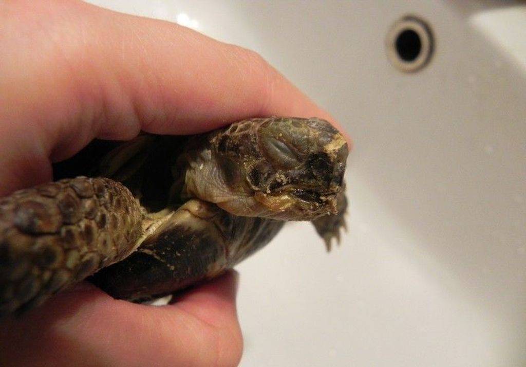 ᐉ красноухая черепаха перестала есть - zooshop-76.ru