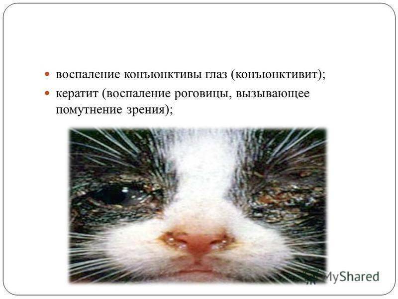 Хламидиоз у кошек: причины, симптомы, диагностика, лечение, прогноз, осложнения | блог ветклиники "беланта"