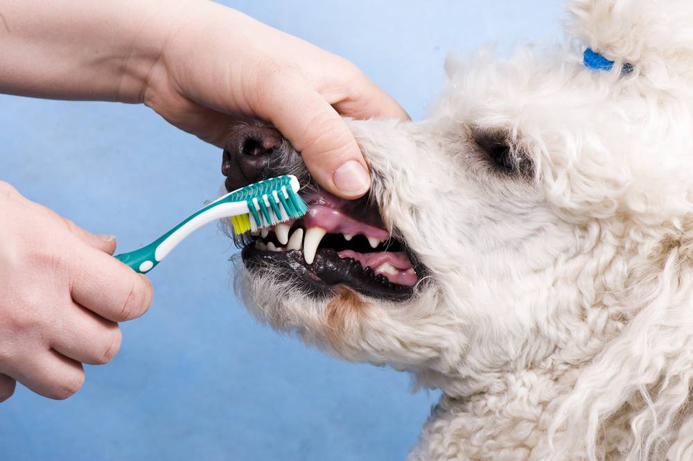 Как правильно чистить зубы собаке в домашних условиях | petguru