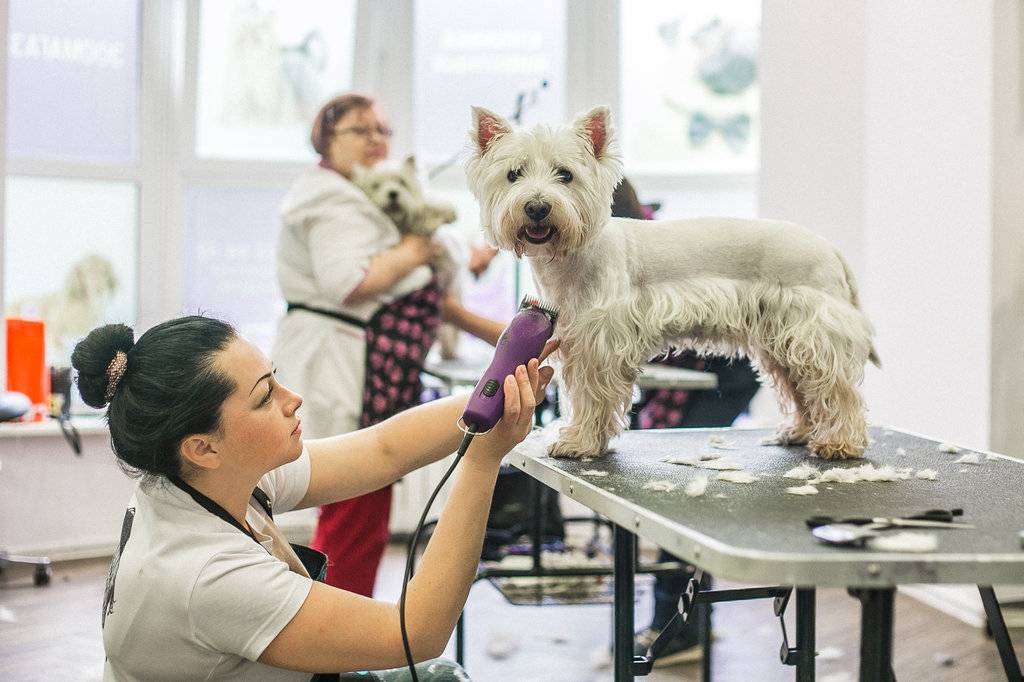 Груминг собак — суть процедуры и зачем она нужна
