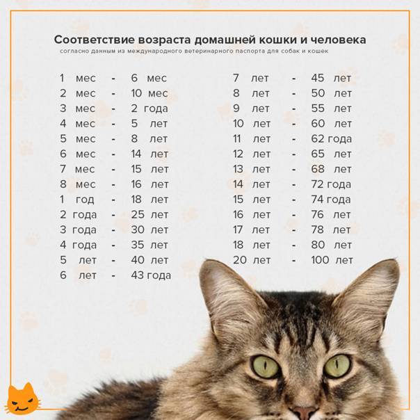 Возраст кошки по человеческим меркам: как определить, сравнительная таблица