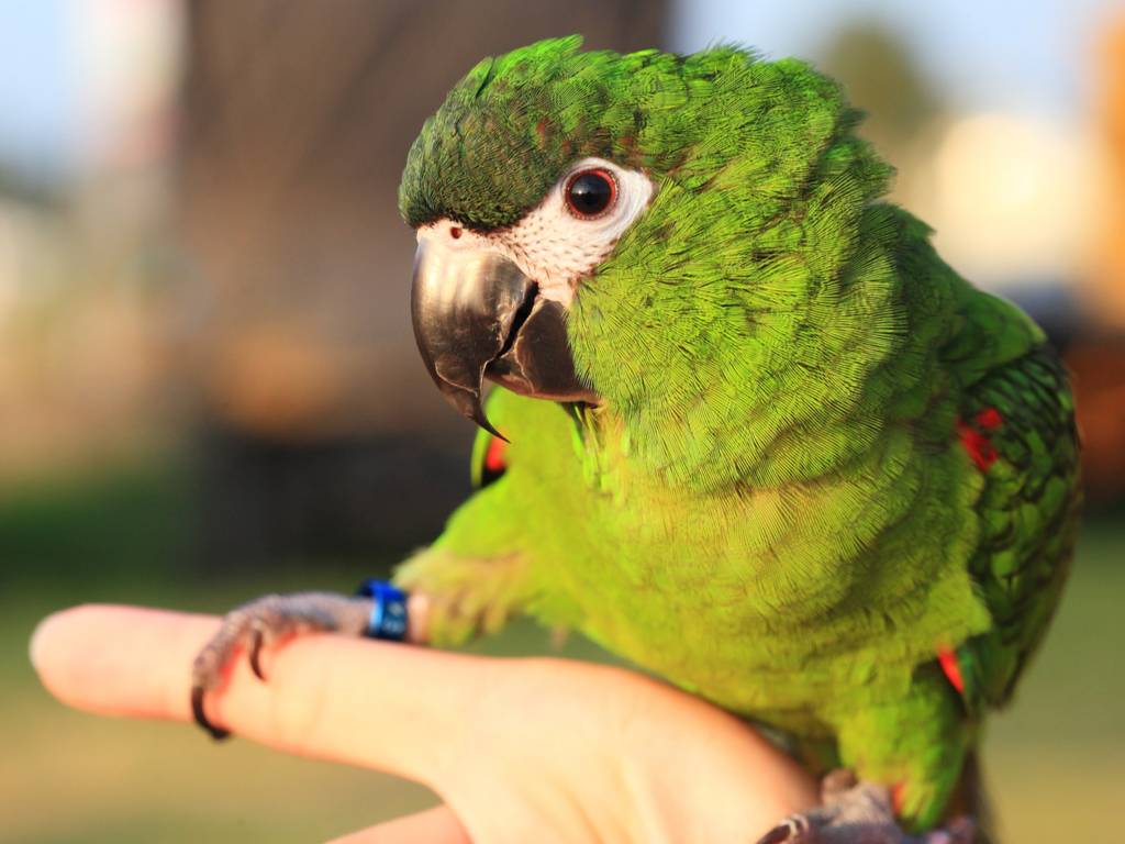 Как выбрать попугая и научить его говорить? | citywoman
