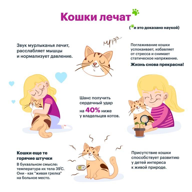 Как успокоить кошку: 10 шагов (с иллюстрациями)