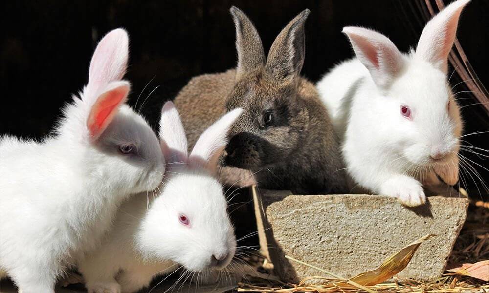 Интересные факты о кроликах