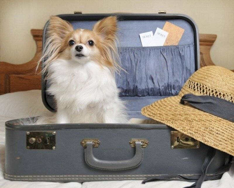 Про отпуск. куда деть собаку?