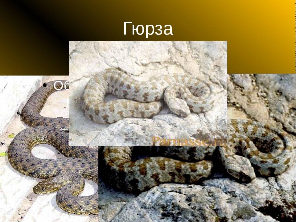 Гюрза змея. описание, особенности, виды, образ жизни и среда обитания гюрзы