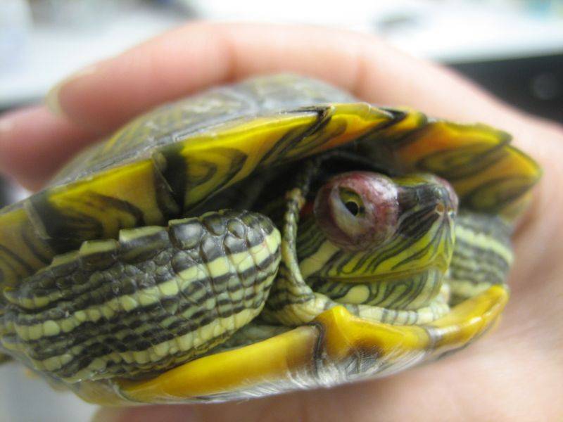 У красноухой черепахи опухли глаза – как лечить