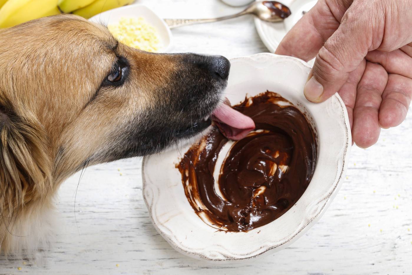 Почему собакам нельзя шоколад? опасность и смерть в шоколаде