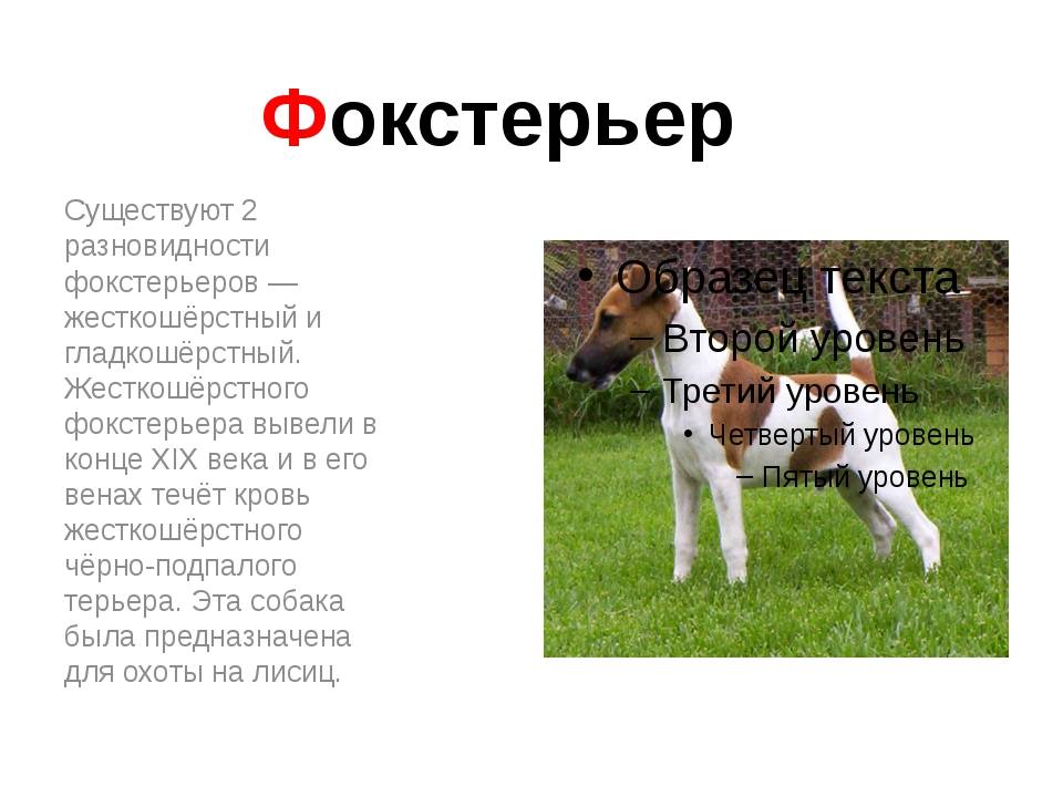 ᐉ описание породы гладкошерстный фокстерьер - ➡ motildazoo.ru