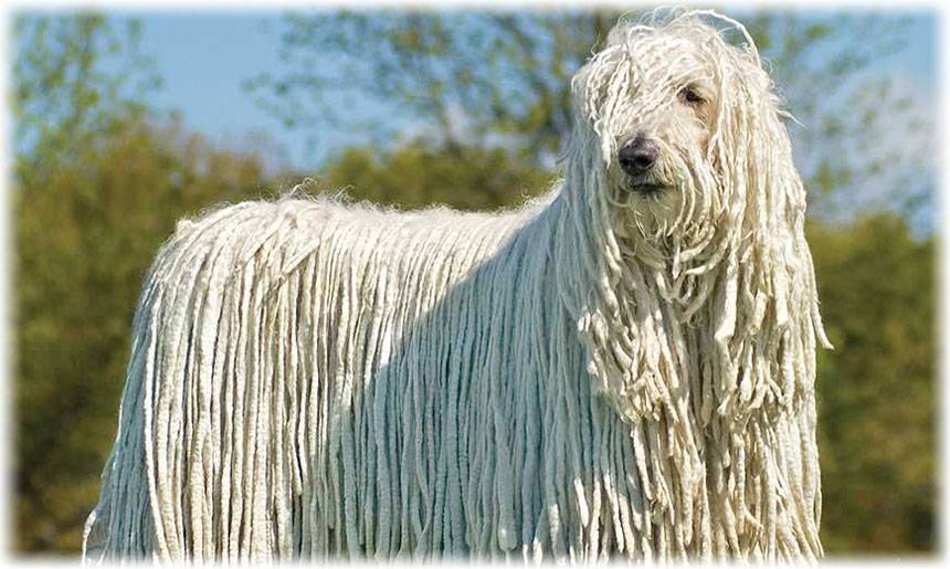 Венгерская овчарка командор — собака с дредами
венгерская овчарка командор — собака с дредами