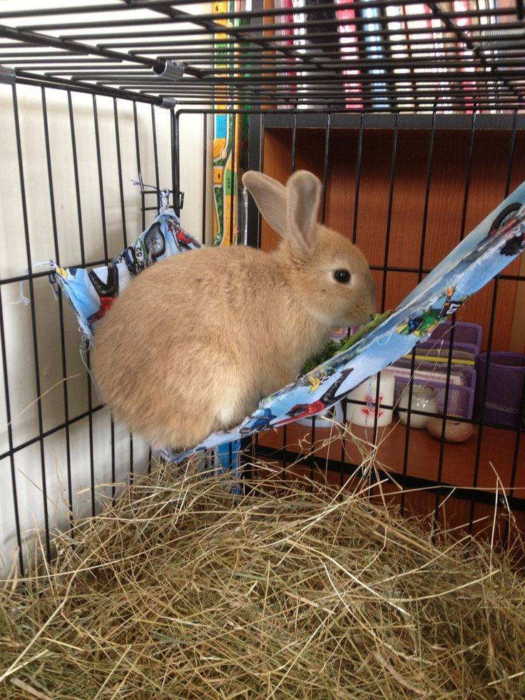 Декоративные кролики: содержание и уход. чем кормить кроликов в домашних условиях? :: syl.ru