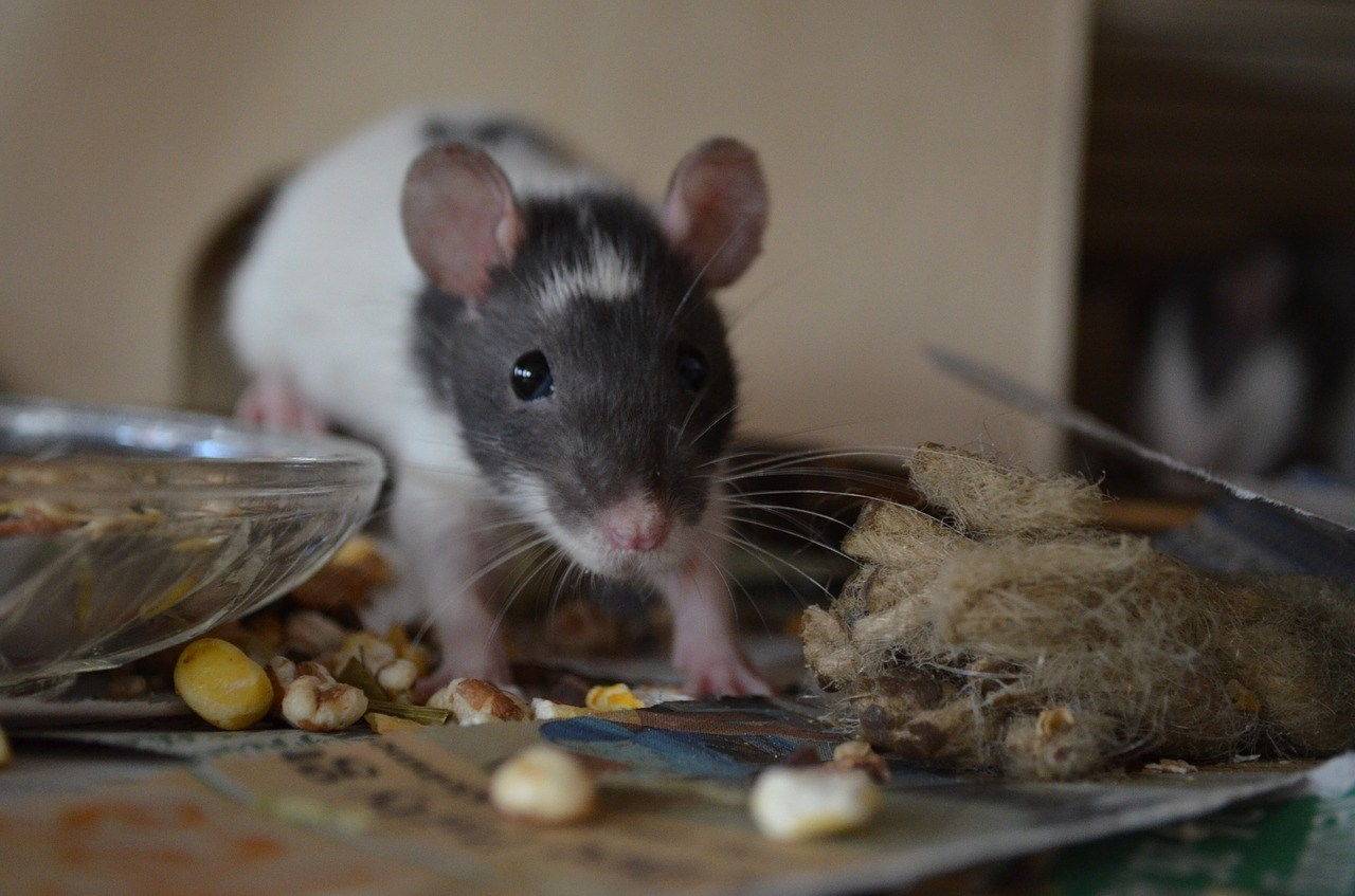 Что едят мышки в природе и в домашних условиях?
