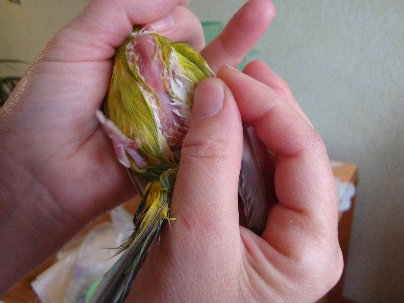 Опухоль (шишка) у попугая: под хвостом, под крылом, на животе, спине, шее, грудке