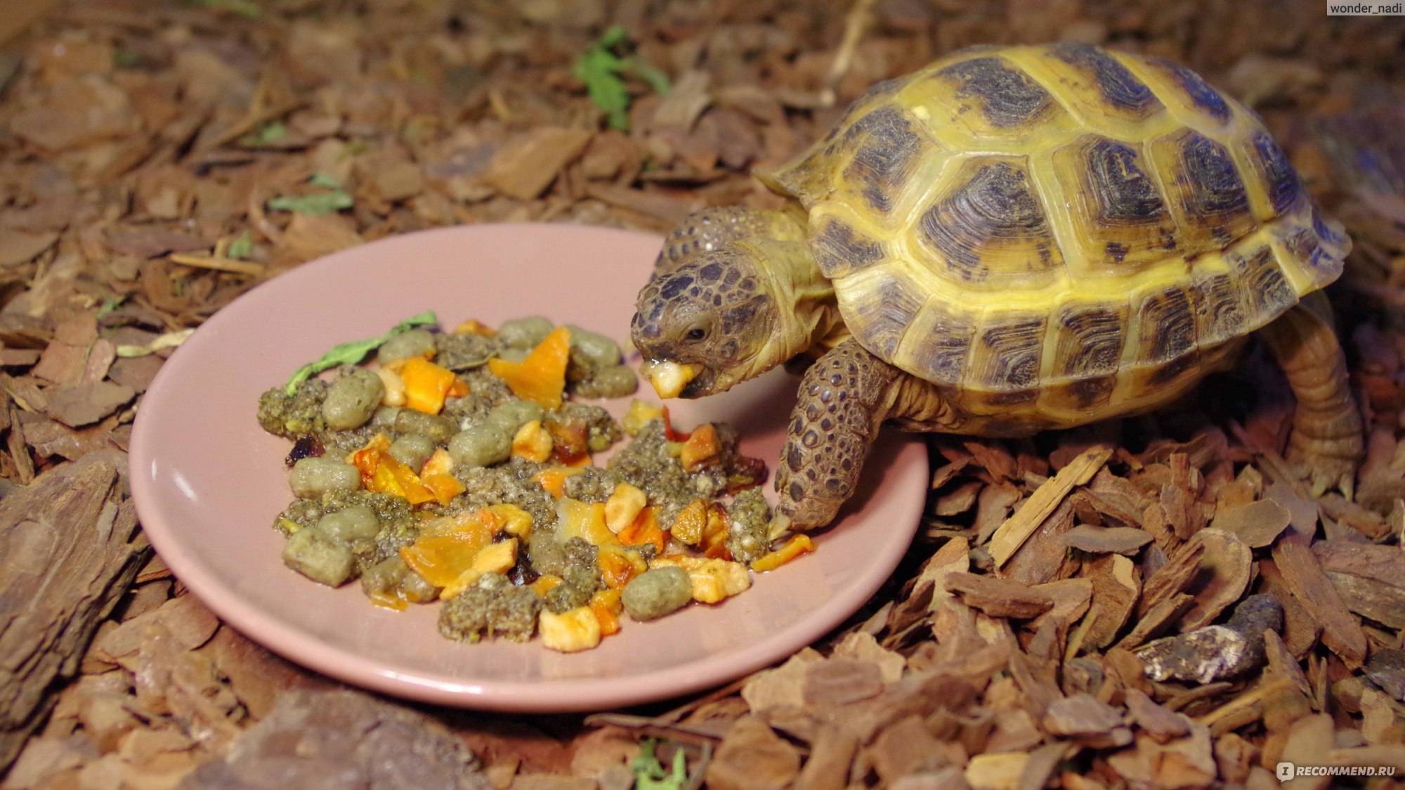 Как ухаживать за черепахой: что нужно для ее содержания в домашних условиях