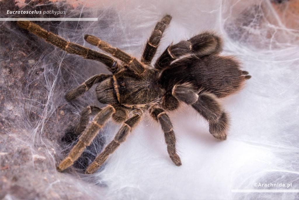 Чем опасны желтые саки и к чему может привести укус этого паука? | природа | общество
