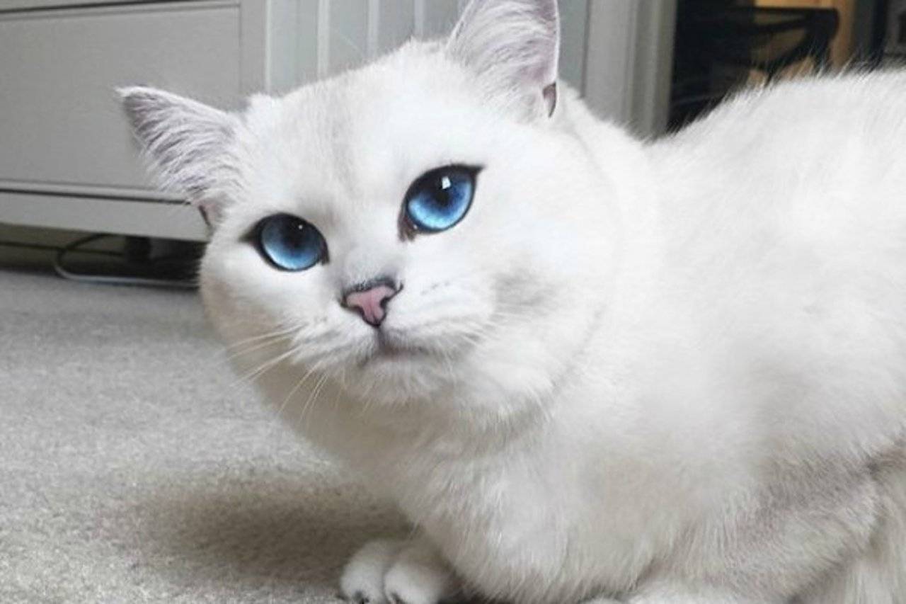 Порода кота коби с красивыми глазами голубого цвета: описание питомца