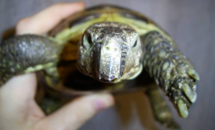 Красноухая черепаха: всё об уходе за питомцем в домашних условиях