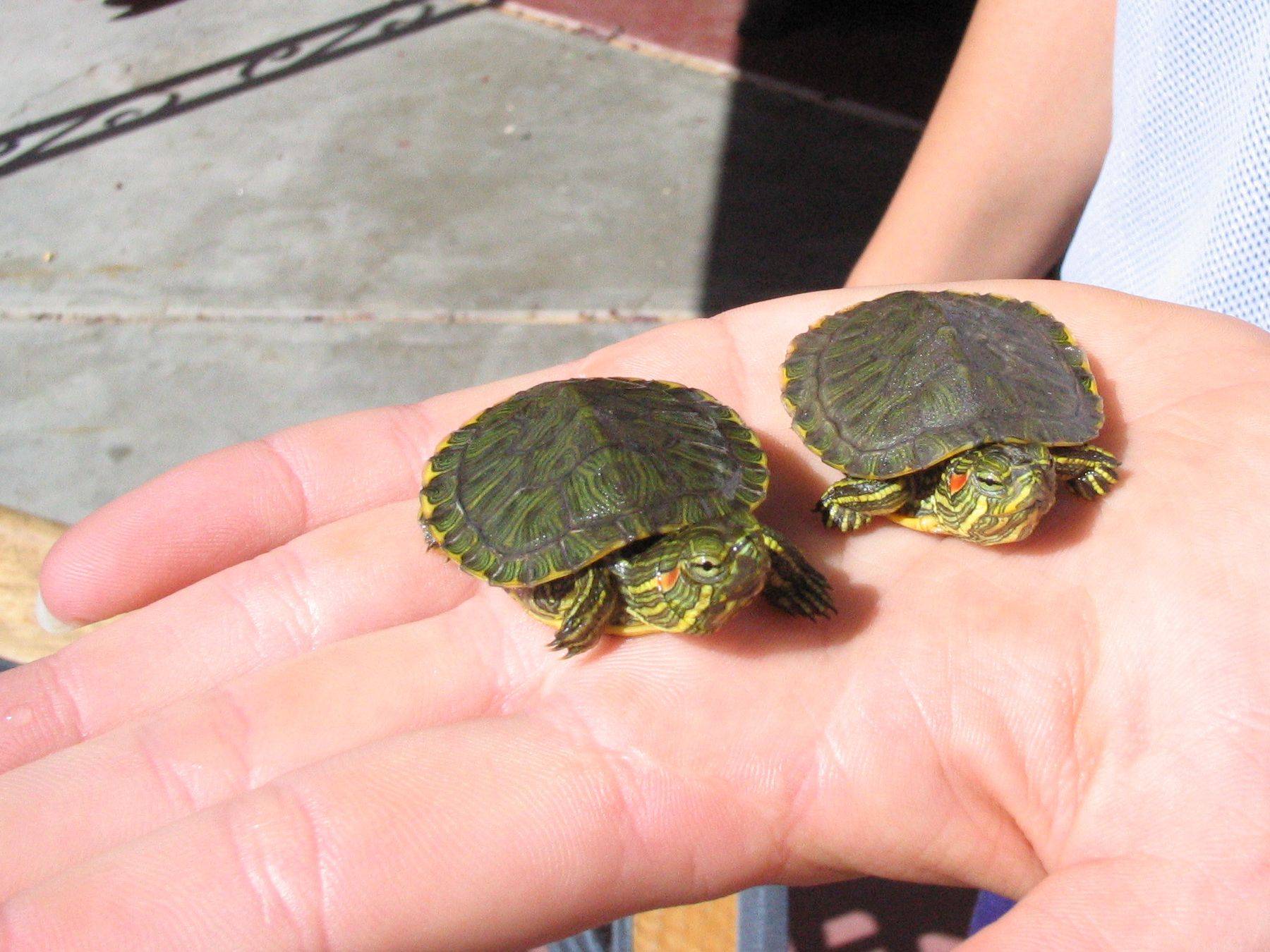 Красноухая черепаха: содержание и уход в домашних условиях, сколько живут и чем их нужно кормить