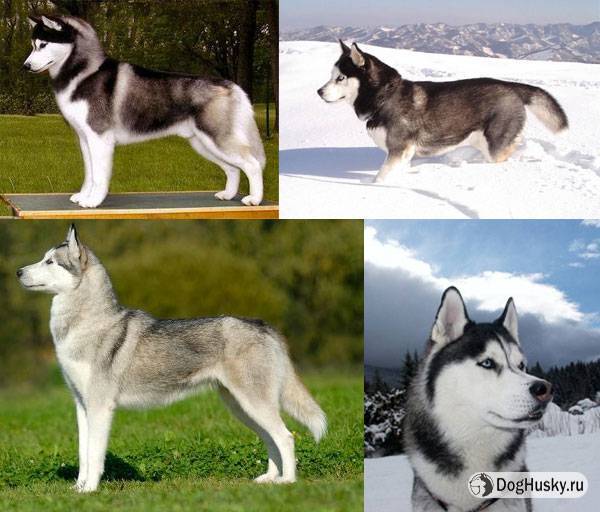История породы и виды собак хаски