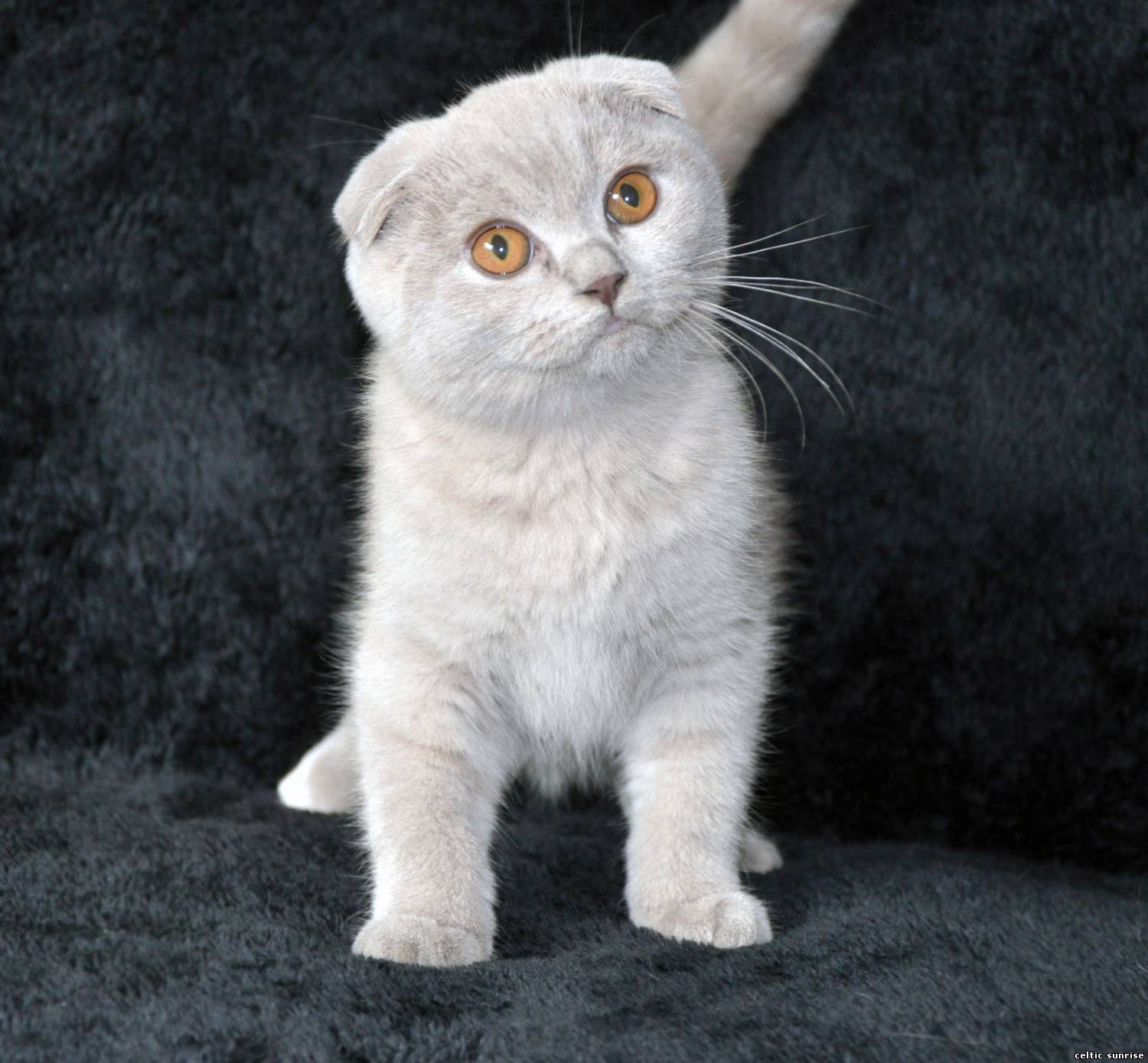 Шотландская вислоухая кошка или скоттиш фолд: фото, описание породы, характер