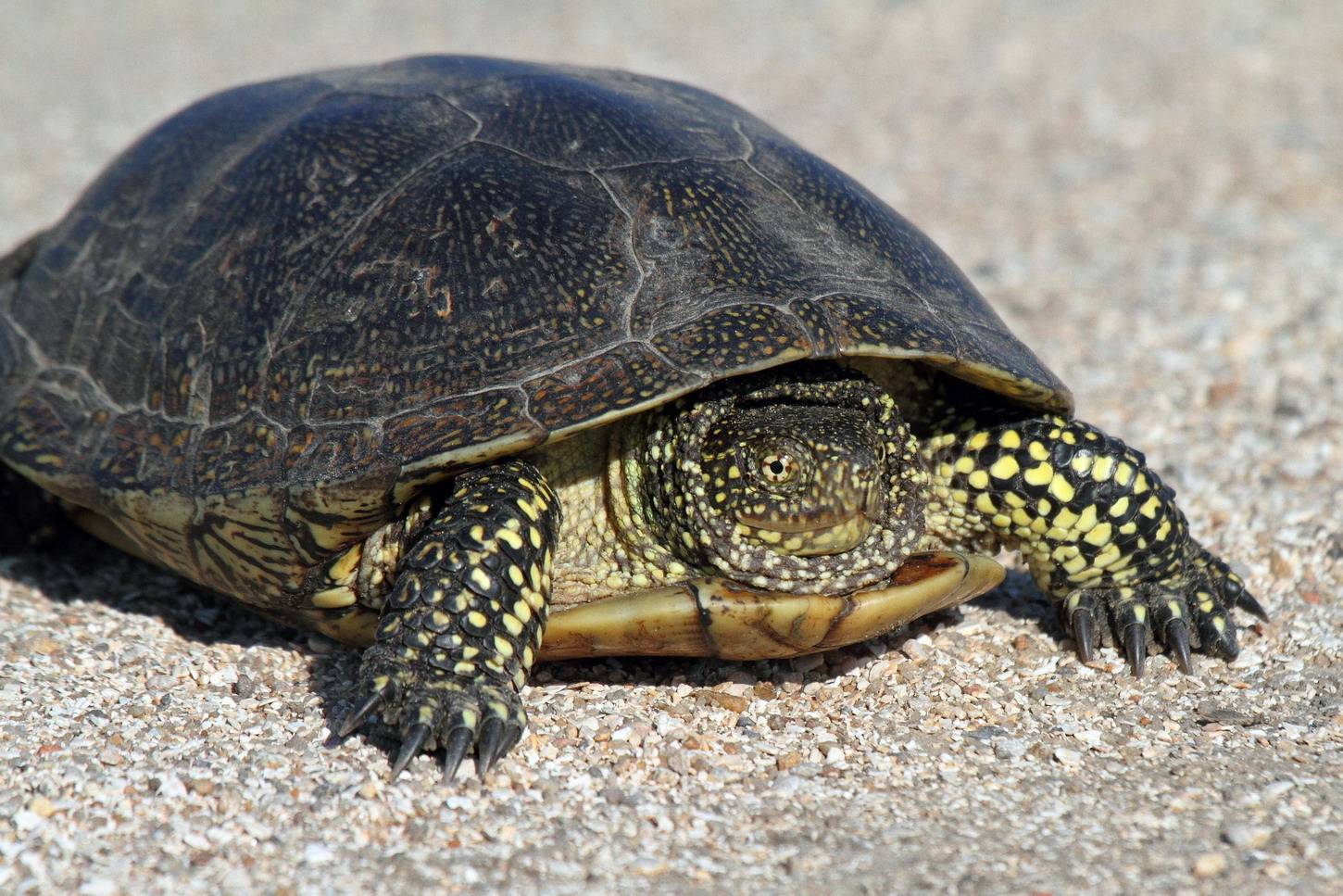 Обзор видов домашних черепах | блог ветклиники "беланта"