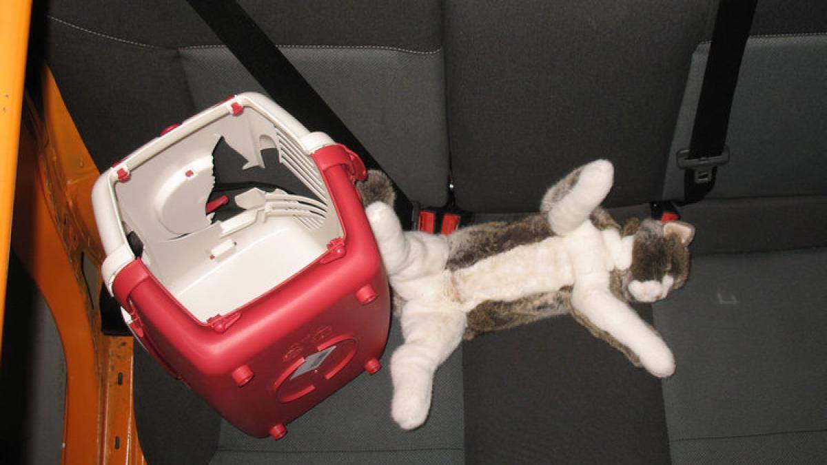 Поездка с кошкой в автомобиле: основные правила
