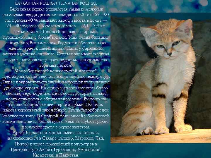 Аравийский мау: особенности породы, внешний вид и характер кошки, уход и содержания питомца