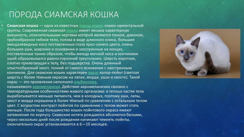 Тонкинская кошка (тонкинез): описание породы, фото, стандарты, окрасы, характер и поведение, отзывы владельцев