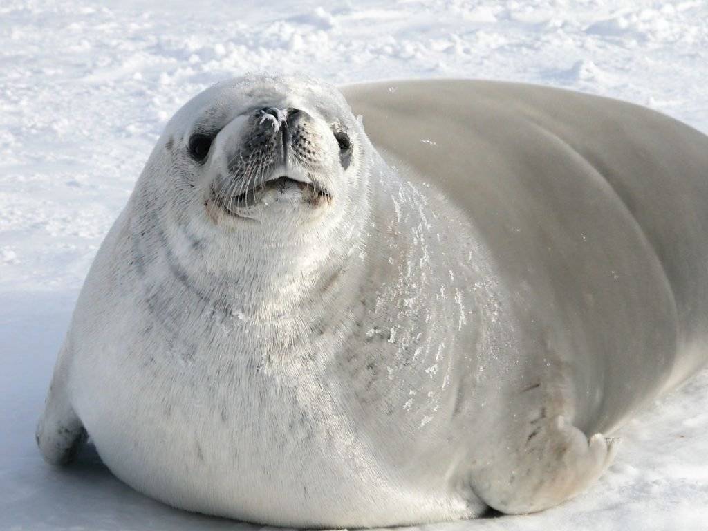 Тюлень-крабоед – самое многочисленное морское млекопитающее