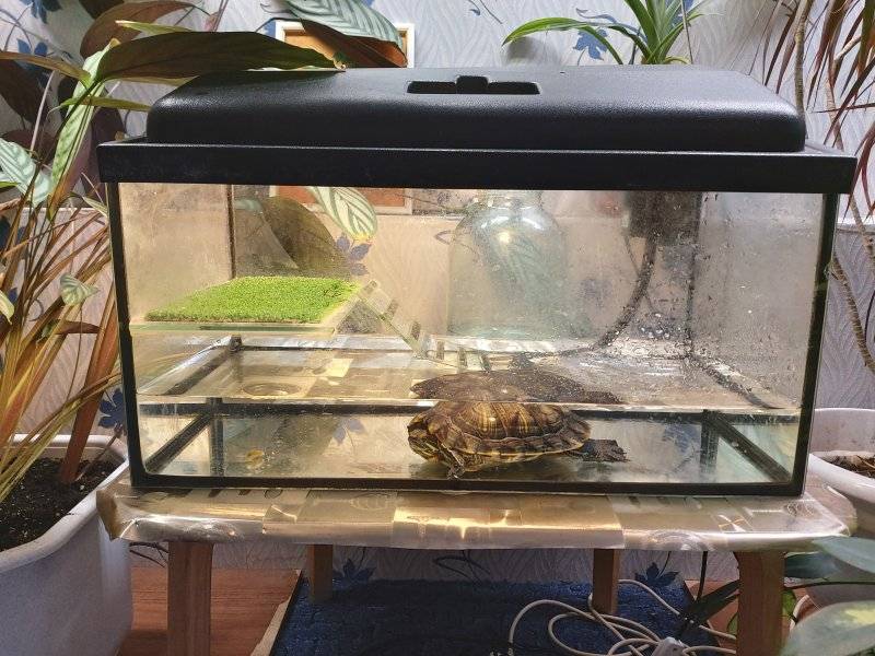 Температура воды для красноухой черепахи