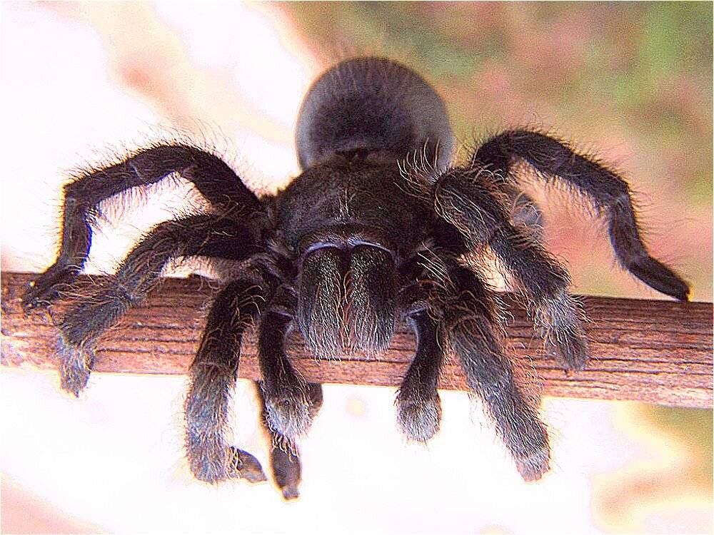 Паук тарантул: описание, фото, ядовитый или нет?