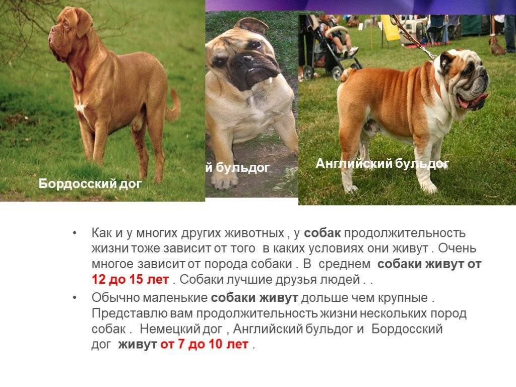Описание и фото породы собак шарпей