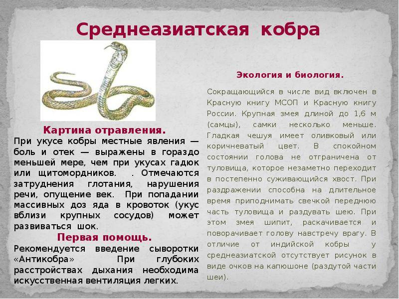 Королевская кобра! и 10 интересных фактов о ней - лучшие факты, новости, рейтинги, обзоры на www.bestfacts.ru