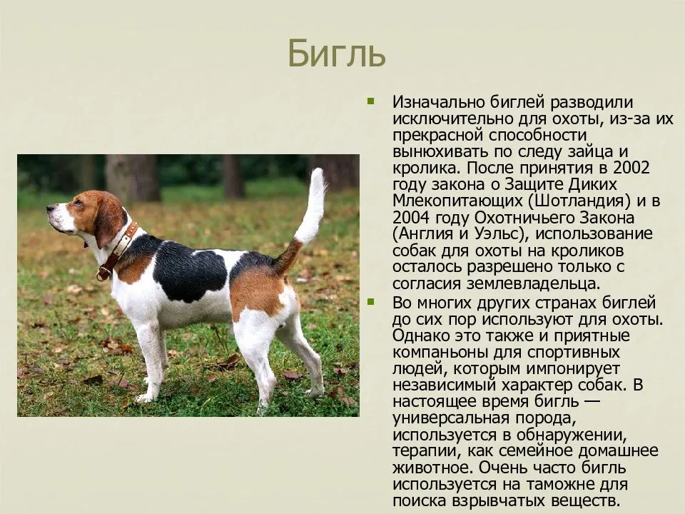 Порода собак бигль: характеристика и описание