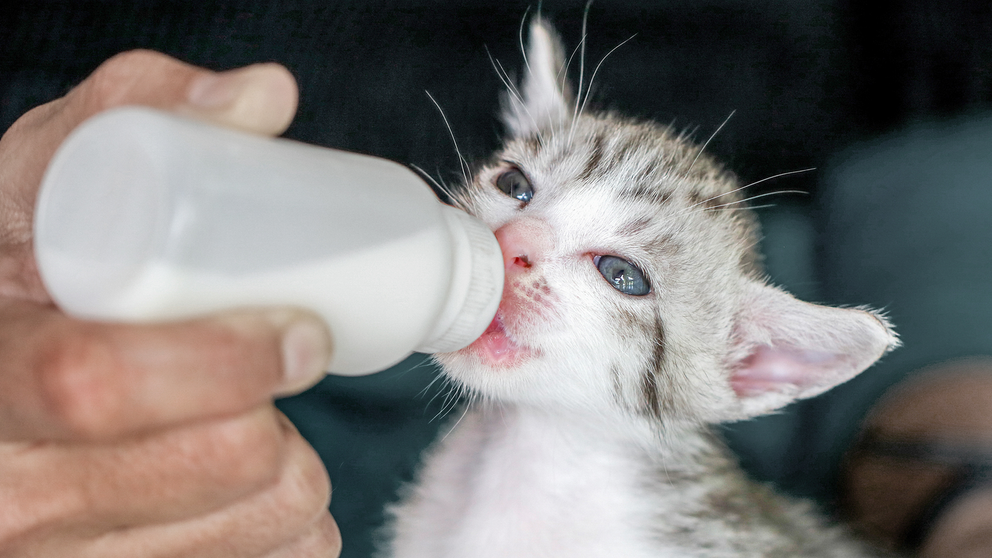 Заменитель кошачьего молока: особенности продуктов альтернативного кормления